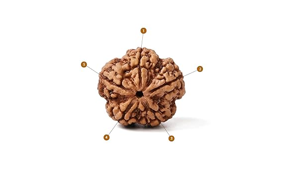Original 5 Mukhi Rudraksha