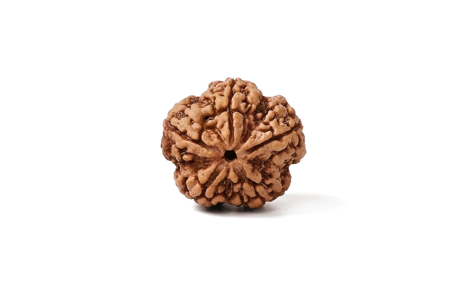 Original 5 Mukhi Rudraksha